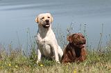 LABRADOR 020
